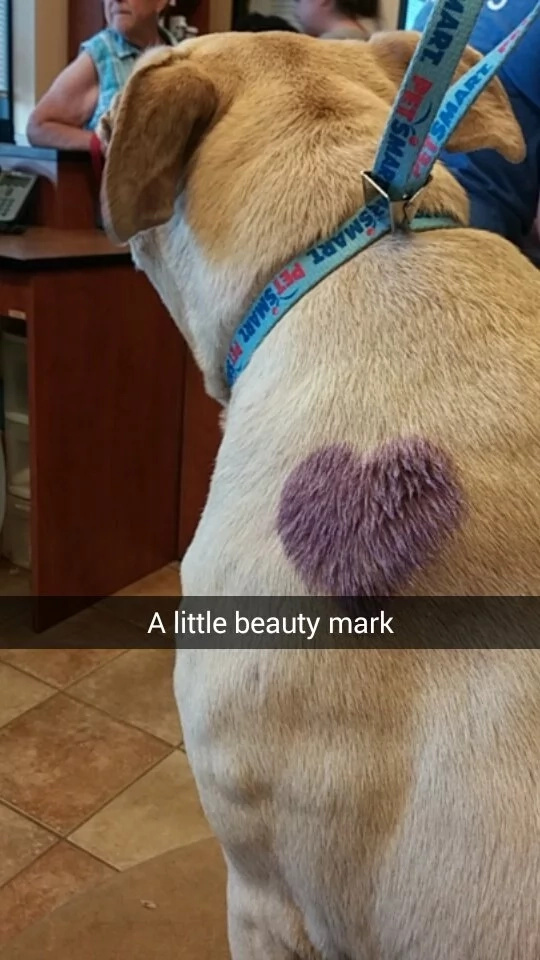 Family gives their lovely dog her best last day ever (PHOTOS) Family gives their lovely dog her best last day ever (PHOTOS)