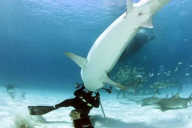 A list of the 10 most brutal shark attacks in recent history A list of the 10 most brutal shark attacks in recent history