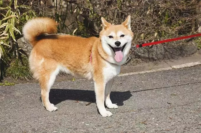 This Shiba Inu was found trapped on the 10th floor. Rescuers attempts their special dog rescue! This Shiba Inu was found trapped on the 10th floor. Rescuers attempts their special dog rescue!