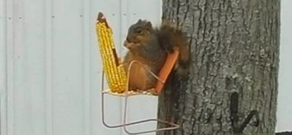 This squirrel has its own tree chair, where it chills out and eats corn