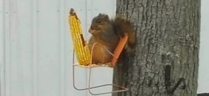 This squirrel has its own tree chair, where it chills out and eats corn