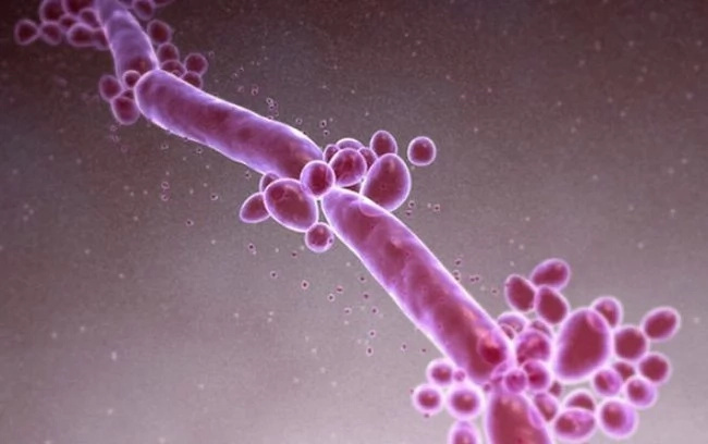 This bacteria can protect your lady part from HIV This bacteria can protect your lady part from HIV