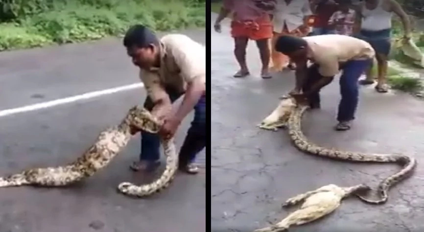 ASIAN-SNAKE ASIAN-SNAKE