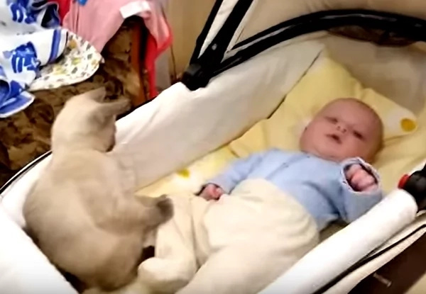 This baby's reaction to his cat is adorable! Watch this amazing video! This baby's reaction to his cat is adorable! Watch this amazing video!