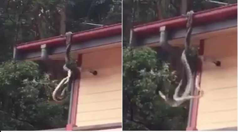 Two giant pythons were fighting on the roof of this video Two giant pythons were fighting on the roof of this video