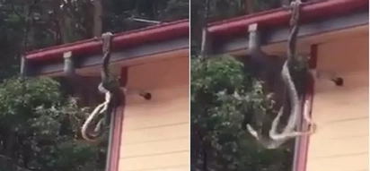 Two giant pythons are fighting for dominance on the roof of this family's house!
