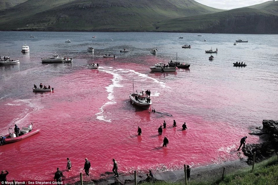 120 whales slaughtered in Faroe Islands this week as part of celeb 120 whales slaughtered in Faroe Islands this week as part of celeb