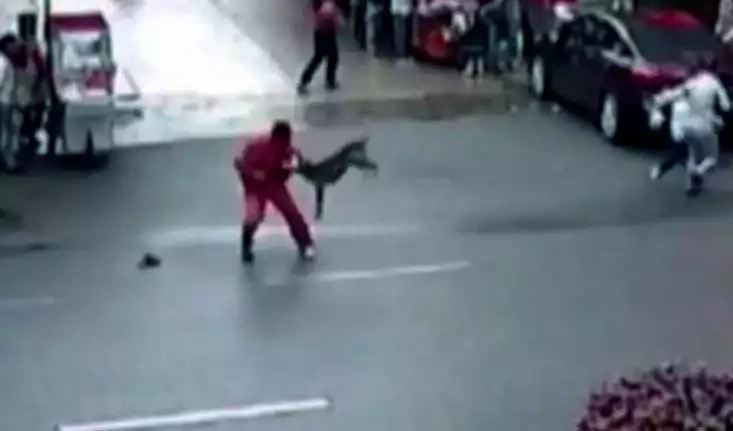 Watch this crazed bulldog attack over 20 people in China! Watch this crazed bulldog attack over 20 people in China!