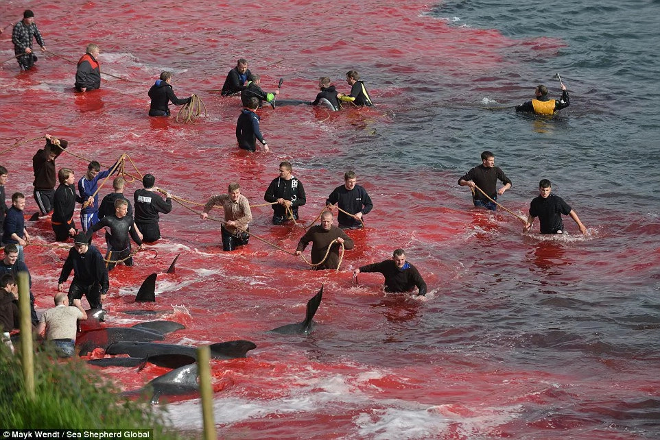 120 whales slaughtered in Faroe Islands this week as part of celeb 120 whales slaughtered in Faroe Islands this week as part of celeb