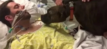 Dog Saying Goodbye To Her Dying Owner Will Bring Tears To Your Eyes