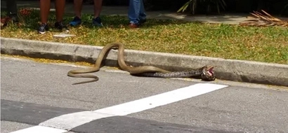 Video of king cobra and python in one-on-one street brawl will make you think twice before you cross the street