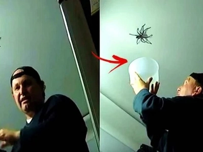 Brave daddy tried to catch a huge spider in his house in front of his daughter. He freaked out when the scary creature fought back!