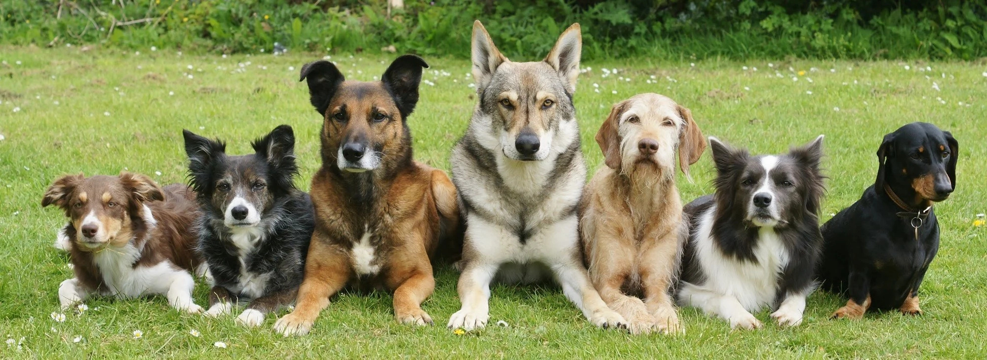 Five ways on how dogs can help you move on Five ways on how dogs can help you move on