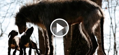Amazing video of brave dog saving her four puppies from drowning will melt your heart