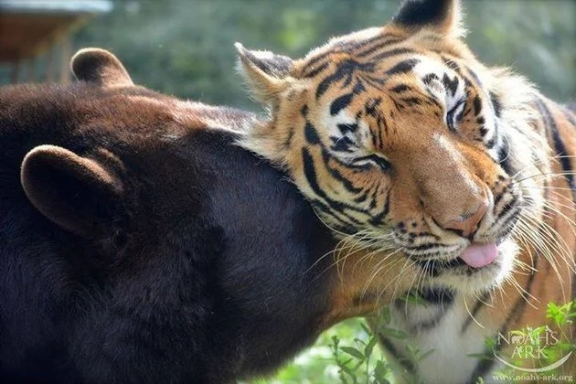 Watch how a lion, tiger and bear became inseparable friends. The most alluring thing you’ve seen in a while Watch how a lion, tiger and bear became inseparable friends. The most alluring thing you’ve seen in a while