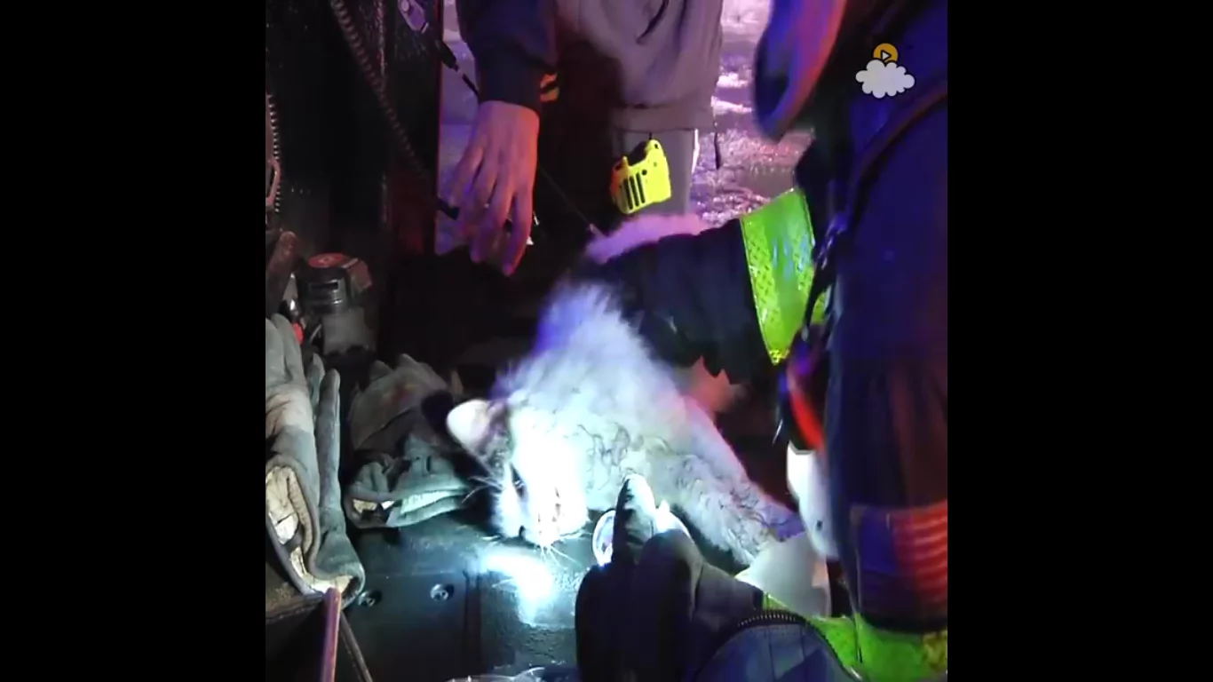 Firefighter saved this fellow four-legged furball! Firefighter saved this fellow four-legged furball!