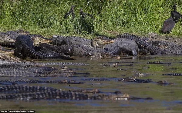 See extraordinary gathering of HUNDREDS of crocodiles basking in the sun (photos) See extraordinary gathering of HUNDREDS of crocodiles basking in the sun (photos)