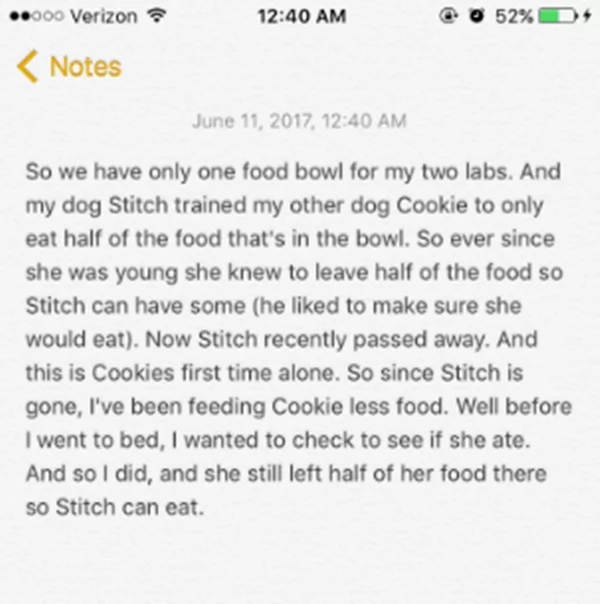 Dogs are man’s best friend because of their commitment. One day this labrador starts eating only half of her food for her friend. Dogs are man’s best friend because of their commitment. One day this labrador starts eating only half of her food for her friend.