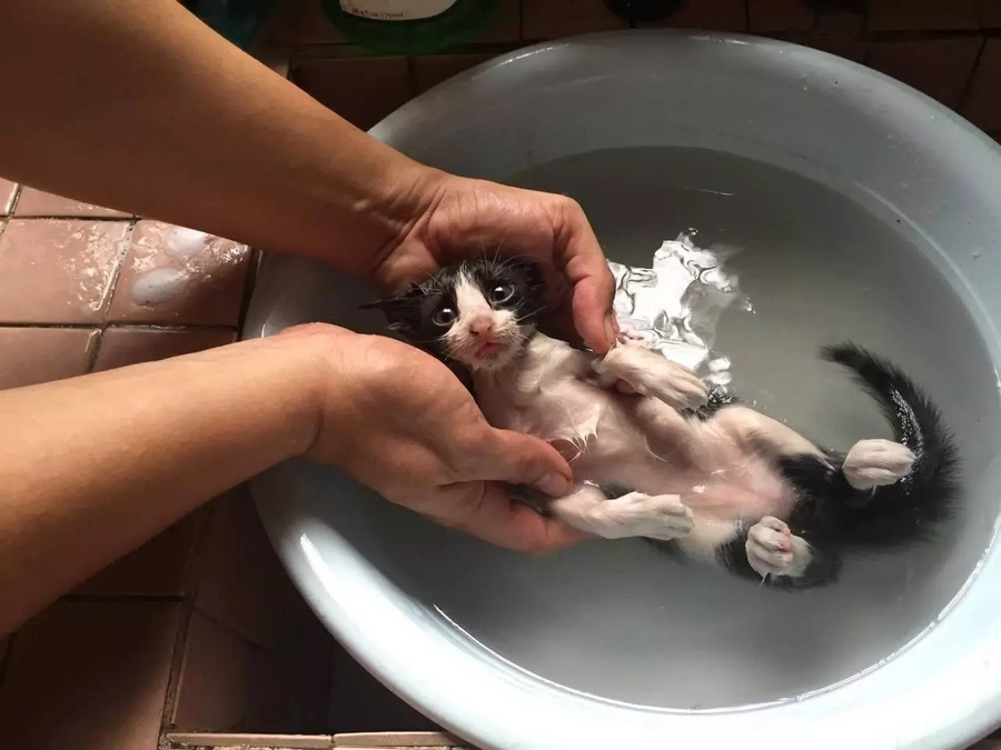 Netizen uses social media to look for catlovers Netizen uses social media to look for catlovers