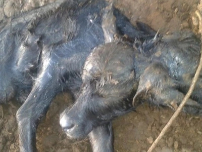One-of-a-kind! Carabao shockingly gave birth to a two-headed calf in La Union