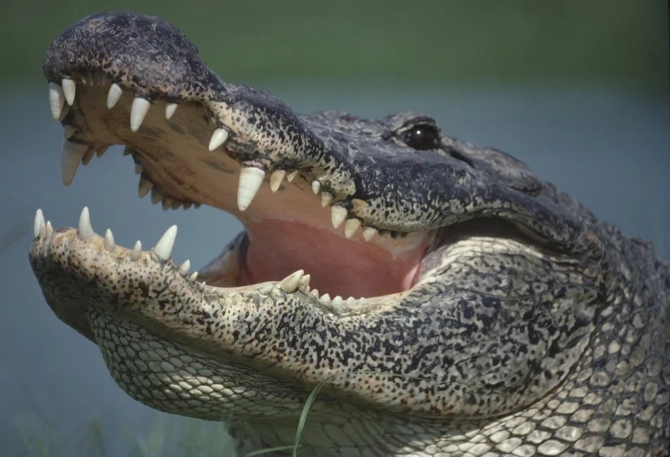 Alligator on top of tree shocks man Alligator on top of tree shocks man