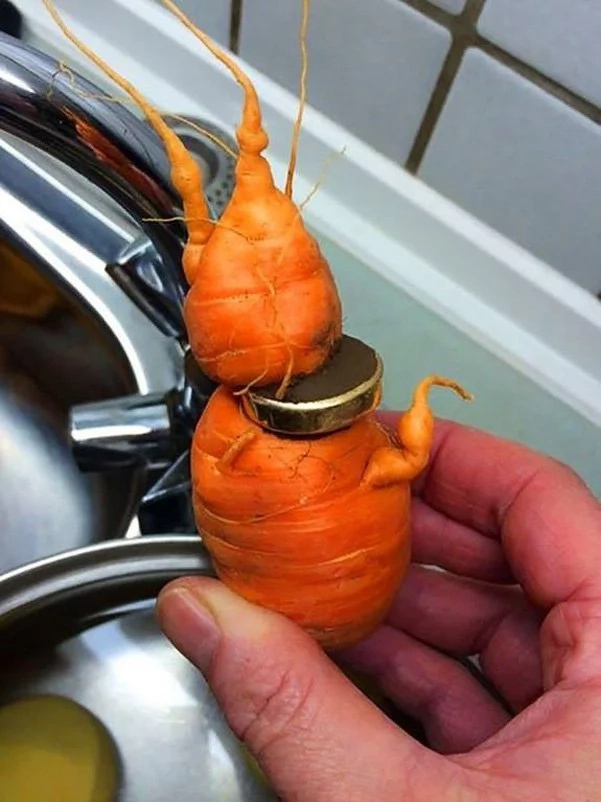 Man finds lost wedding ring on a carrot Man finds lost wedding ring on a carrot