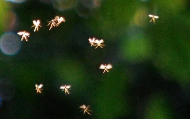 Do you believe in fairies? Look at these photos of fairies captured by a British professor Do you believe in fairies? Look at these photos of fairies captured by a British professor