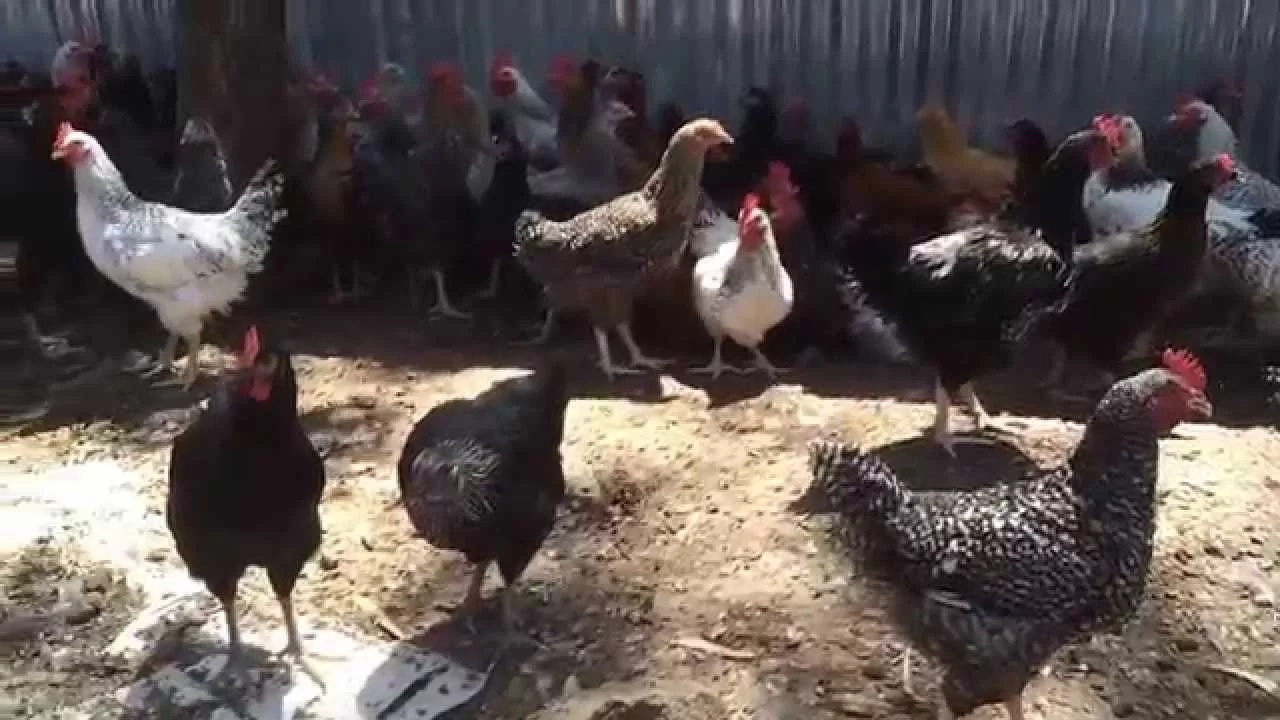 Kuroiler Chicken Farming