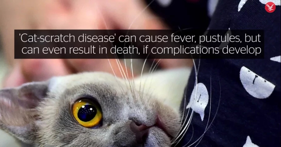 Here's Why You Should NEVER Hug Your Cat Here's Why You Should NEVER Hug Your Cat