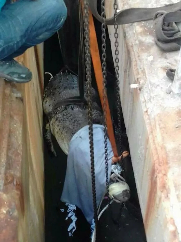 Fourteen fire crew officers rescued a 20 ft long crocodile during a 10-hour operation. But as it went out, all rescuers' efforts were in vain Fourteen fire crew officers rescued a 20 ft long crocodile during a 10-hour operation. But as it went out, all rescuers' efforts were in vain