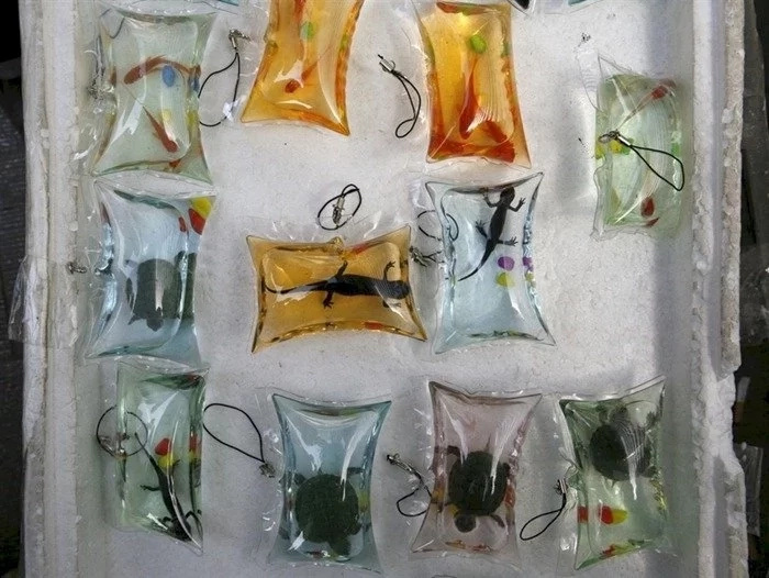 Chinese imprisoning living beings and using them as keychains accused of animal cruelty Chinese imprisoning living beings and using them as keychains accused of animal cruelty