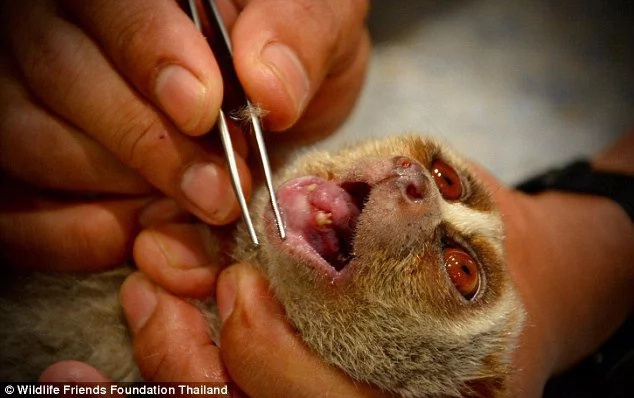 This is how cruel businessmen torture animals before you can get cute selfie in Thailand This is how cruel businessmen torture animals before you can get cute selfie in Thailand