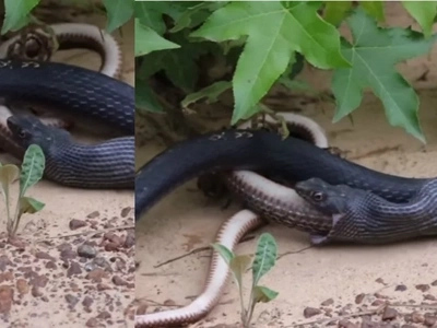 Snake pukes snake: Watch wow video of how this snake spits out another living snake