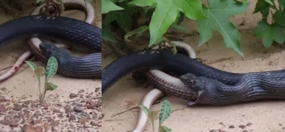 Snake pukes snake: Watch wow video of how this snake spits out another living snake