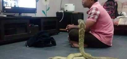 Man Marries His Pet Snake Because He Believes It Is His Reincarnated Girlfriend