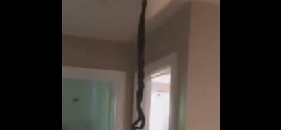 WATCH: These snakes couldn’t keep their scales to themselves, get into a tangle from a ceiling