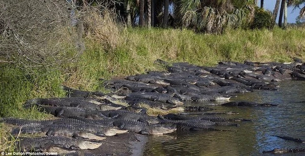 See extraordinary gathering of HUNDREDS of crocodiles basking in the sun (photos) See extraordinary gathering of HUNDREDS of crocodiles basking in the sun (photos)