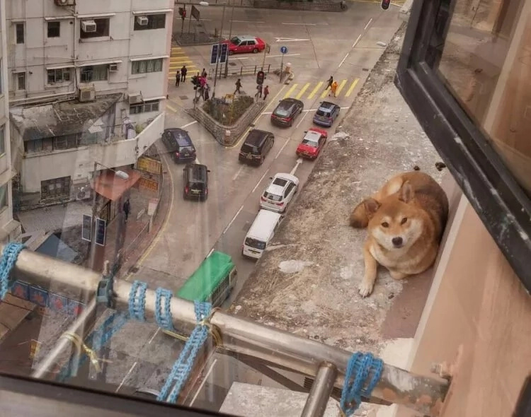 This Shiba Inu was found trapped on the 10th floor. Rescuers attempts their special dog rescue! This Shiba Inu was found trapped on the 10th floor. Rescuers attempts their special dog rescue!