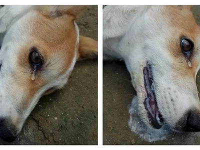 A dog saved its master's home from being robbed by thieves. Later on, it was shedding tears due to this heartbreaking reason!