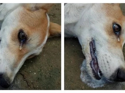 A dog saved its master's home from being robbed by thieves. Later on, it was shedding tears due to this heartbreaking reason!