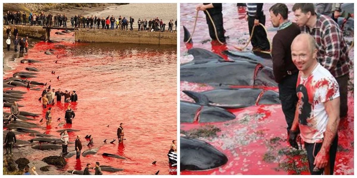 120 whales slaughtered in Faroe Islands this week as part of celeb 120 whales slaughtered in Faroe Islands this week as part of celeb