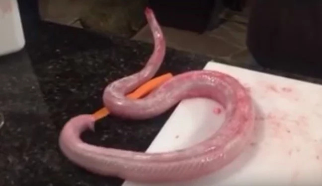 Snake still alive 16 hours after being skinned and beheaded Snake still alive 16 hours after being skinned and beheaded