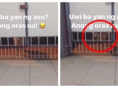 Pinoy owner hilariously scolds his dog for coming home late at night
