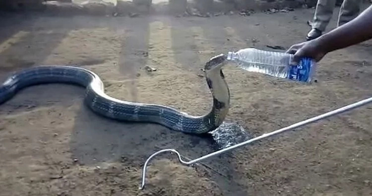 thirsty-cobra thirsty-cobra