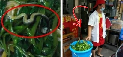 Woman Flushes Her Dinner Down the Toilet. Why? She discovered a snake hiding among noodles!