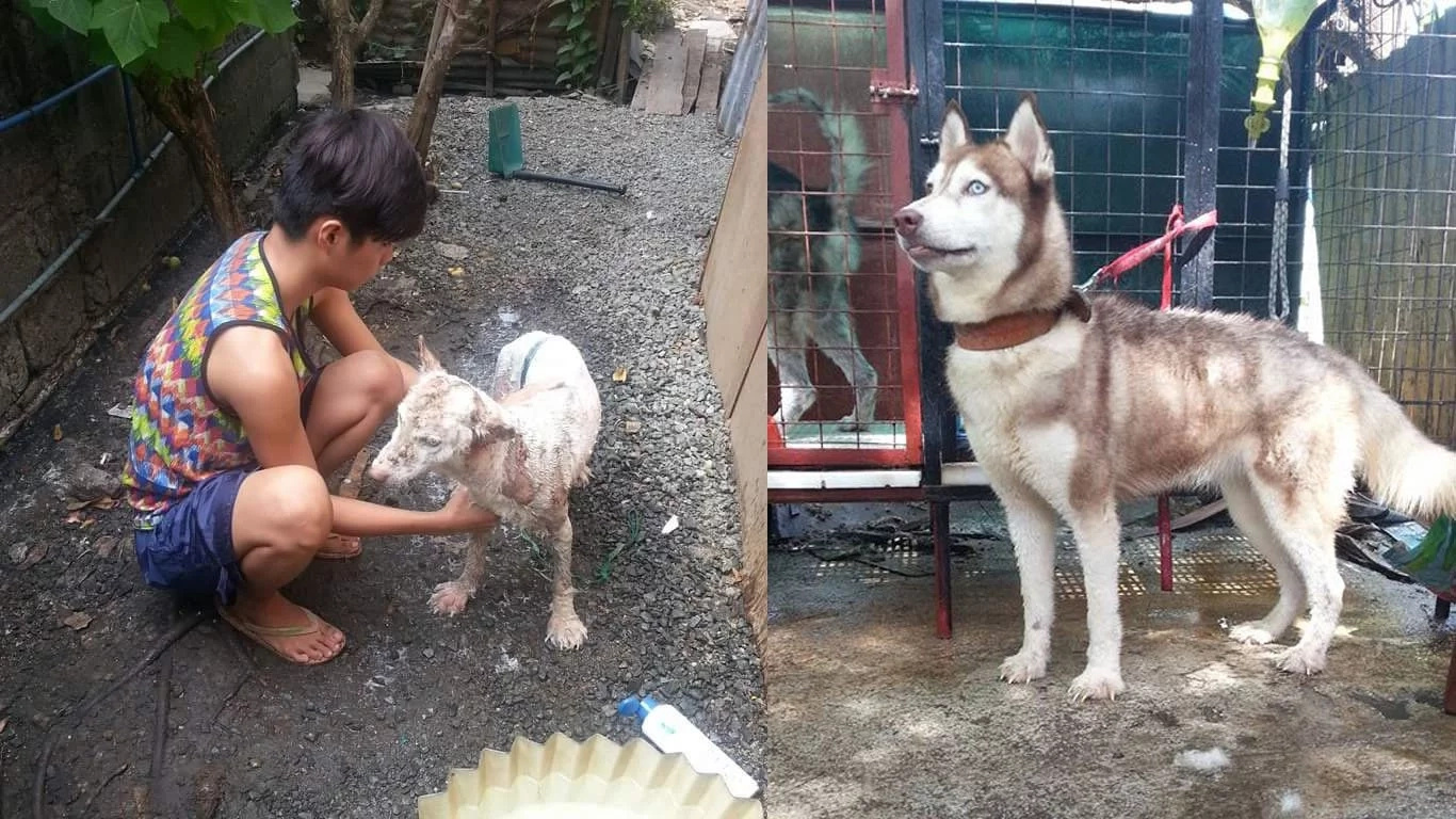 dog-transformation dog-transformation