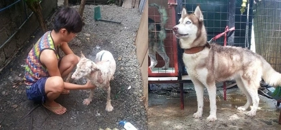 Ang bait! Concerned netizen adopts 'zombie dog' and transforms it into a beautiful husky