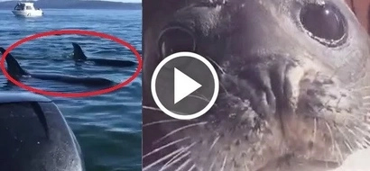 Smart seal saves himself from 12 hungry killer whales jumping onto a tour boat