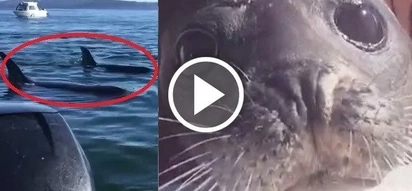 Smart seal saves himself from 12 hungry killer whales jumping onto a tour boat