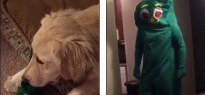 Dog Is Amazed When Owner Dresses Like His Favorite Chewtoy